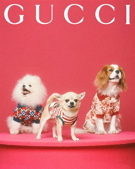 gucci hoed limited edition|Gucci pet collection.